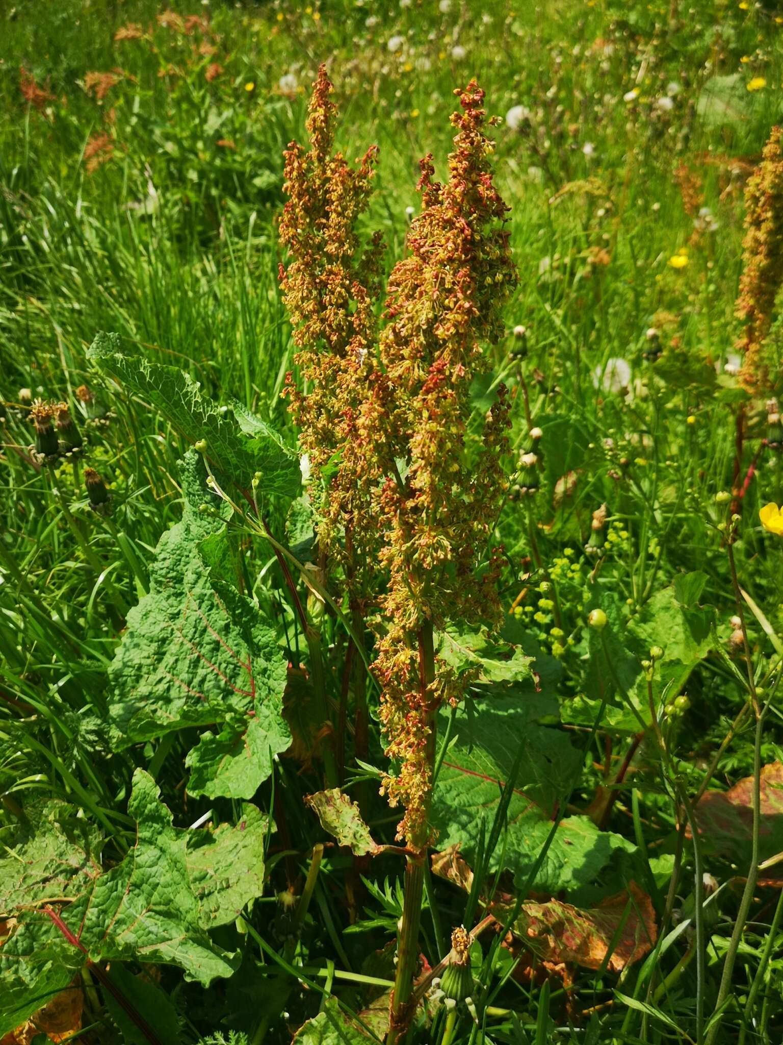 Image of Munk's rhubarb