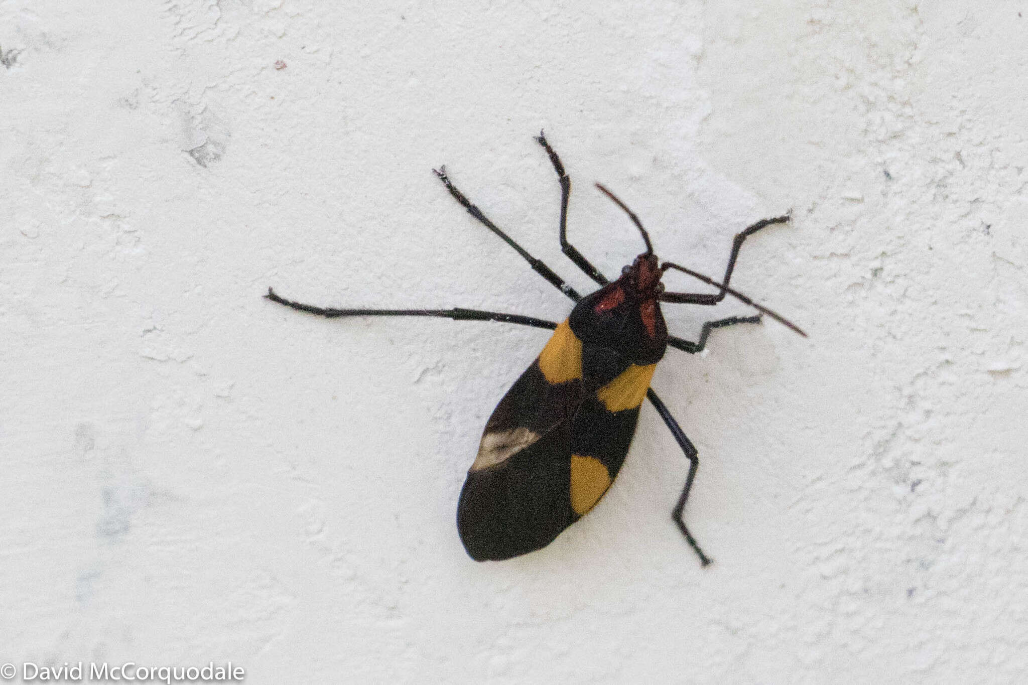 Image of Oncopeltus (Oncopeltus) varicolor (Fabricius & J. C. 1794)