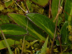 Image de Valeriana pilosa Ruiz & Pav.