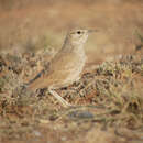 Image of Lesser Hoopoe-Lark