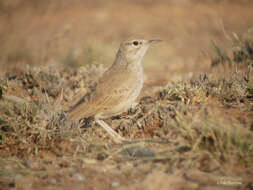 Image of Lesser Hoopoe-Lark