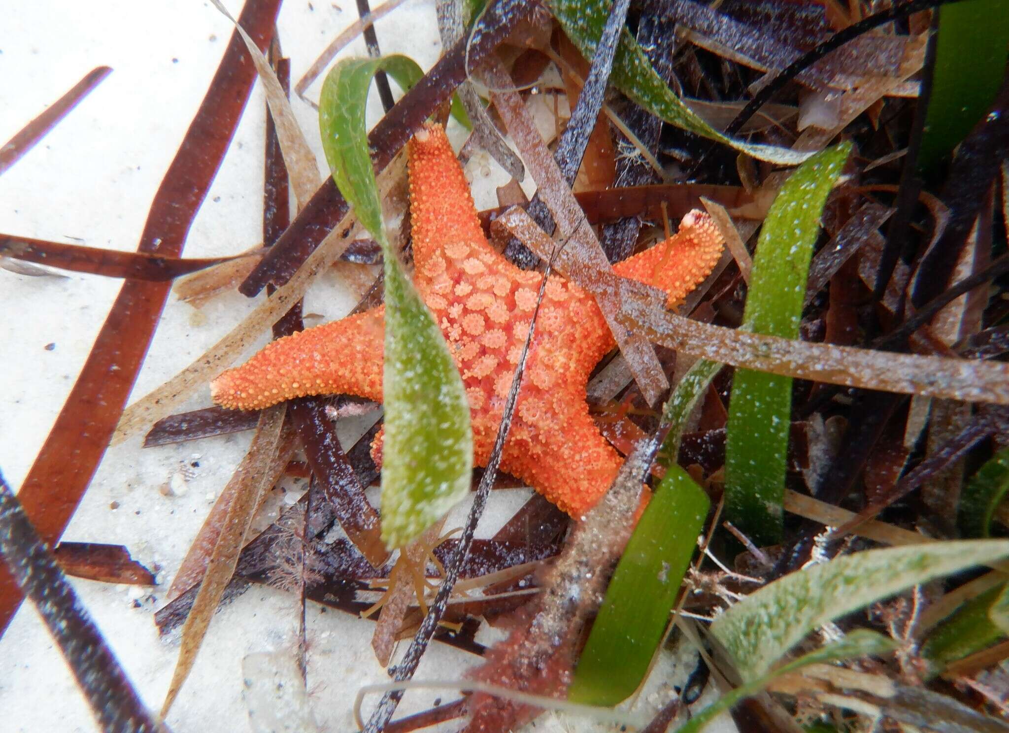 Nectria wilsoni Shepherd & Hodgkin 1966 resmi