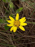 Wedelia foliacea (Spreng.) B. L. Turner resmi