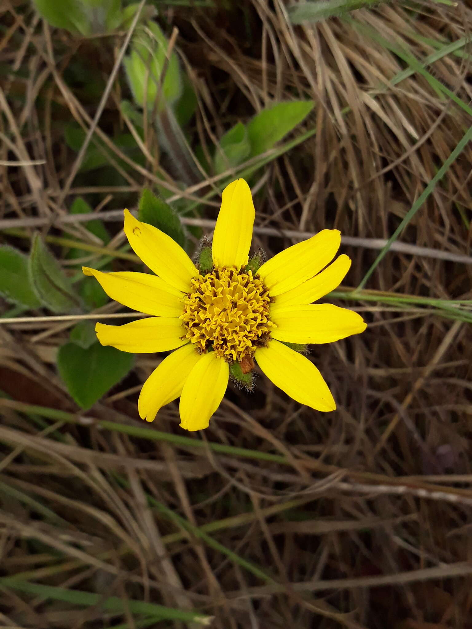 Image of Wedelia foliacea (Spreng.) B. L. Turner