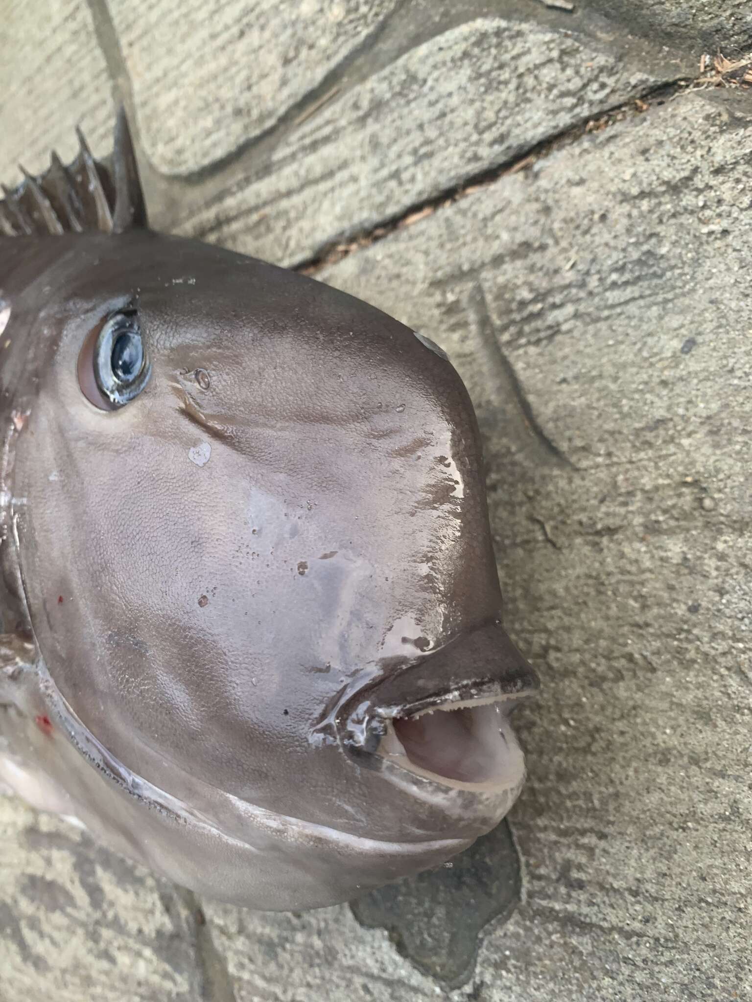 Image of Squarenose Unicornfish