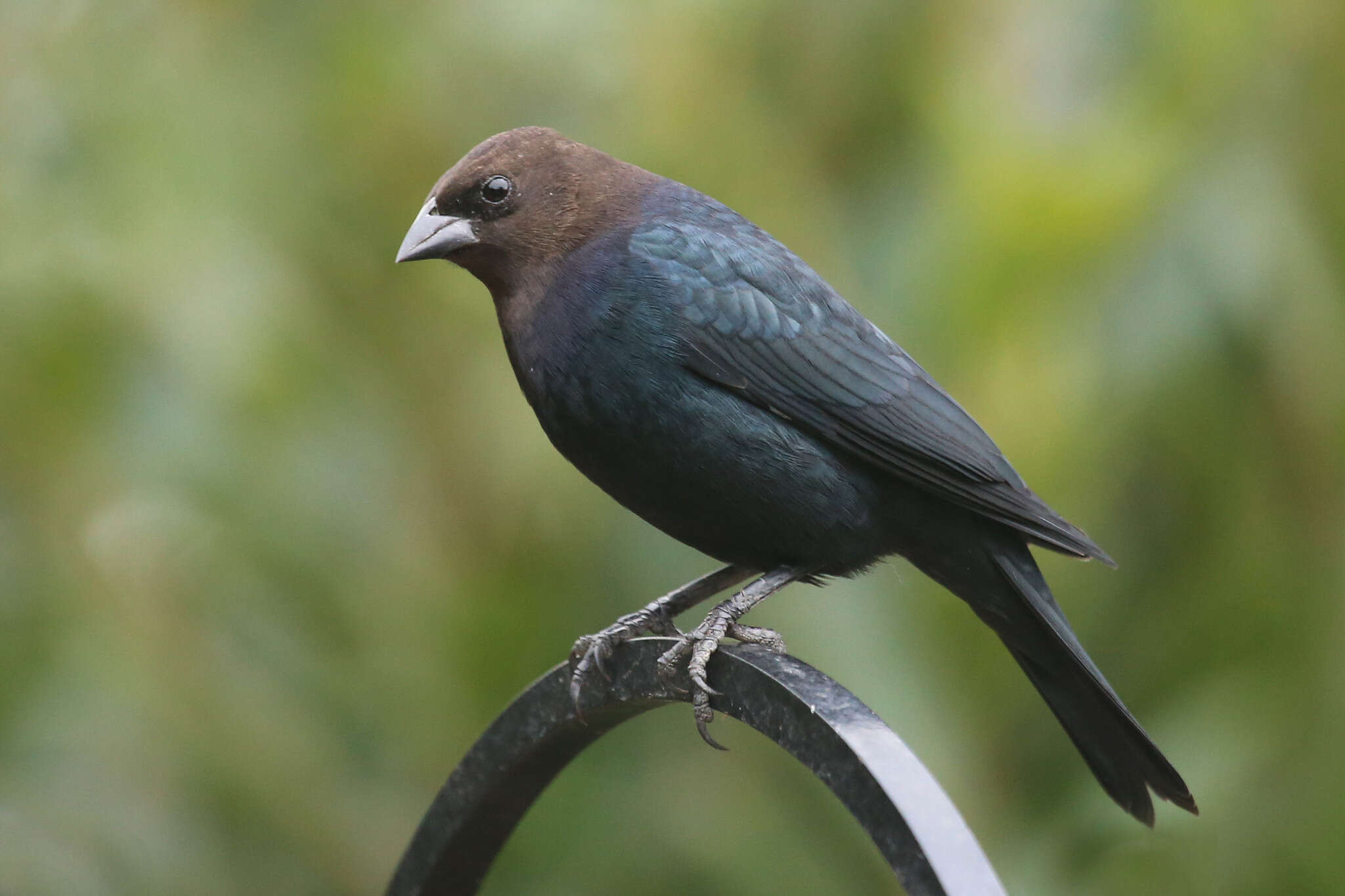 Image of Brown-headed Cowbird