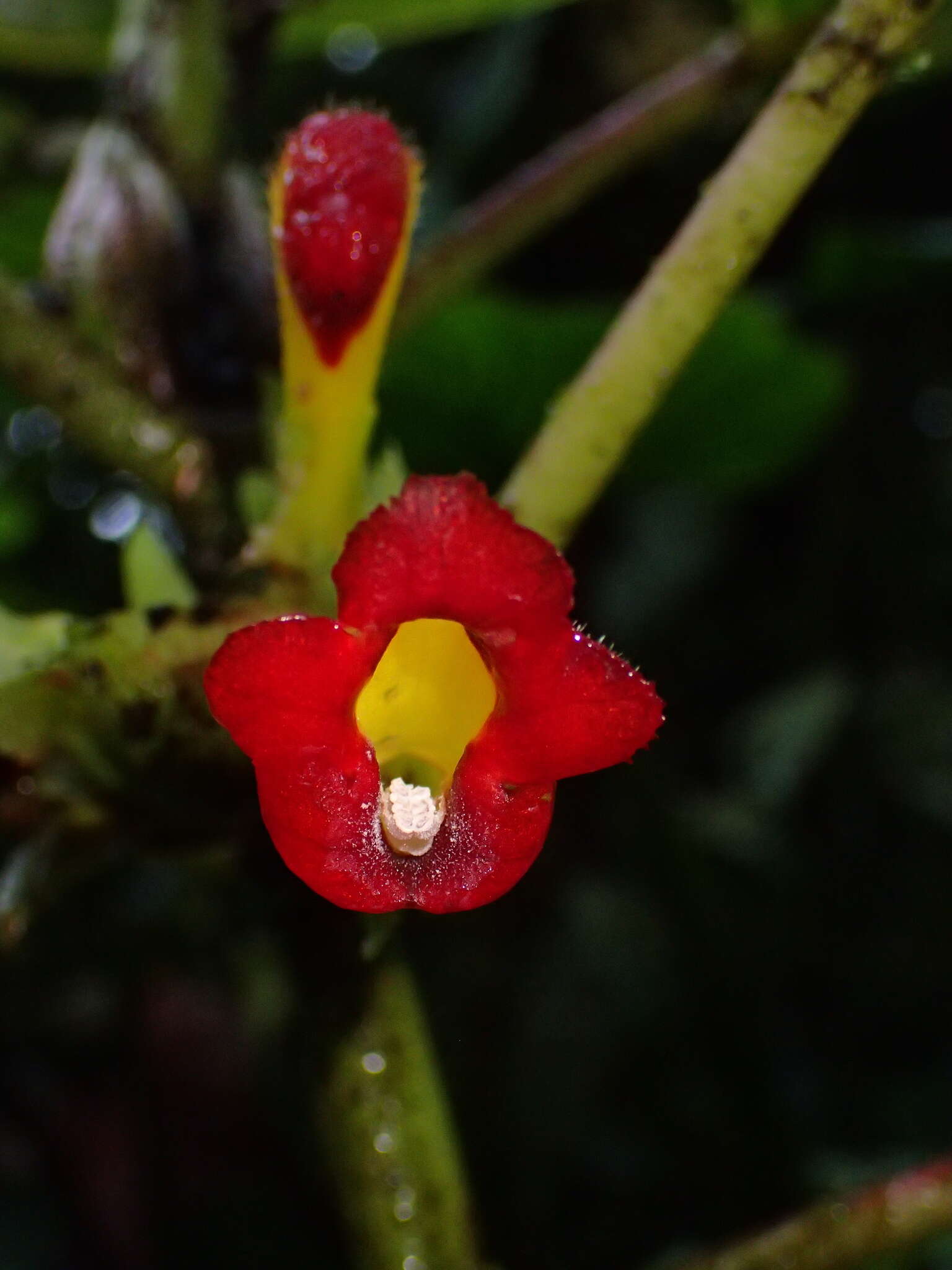 Image of Glossoloma tetragonoides (Mansf.) J. L. Clark