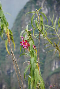 Image of Sobralia dichotoma Ruiz & Pav.