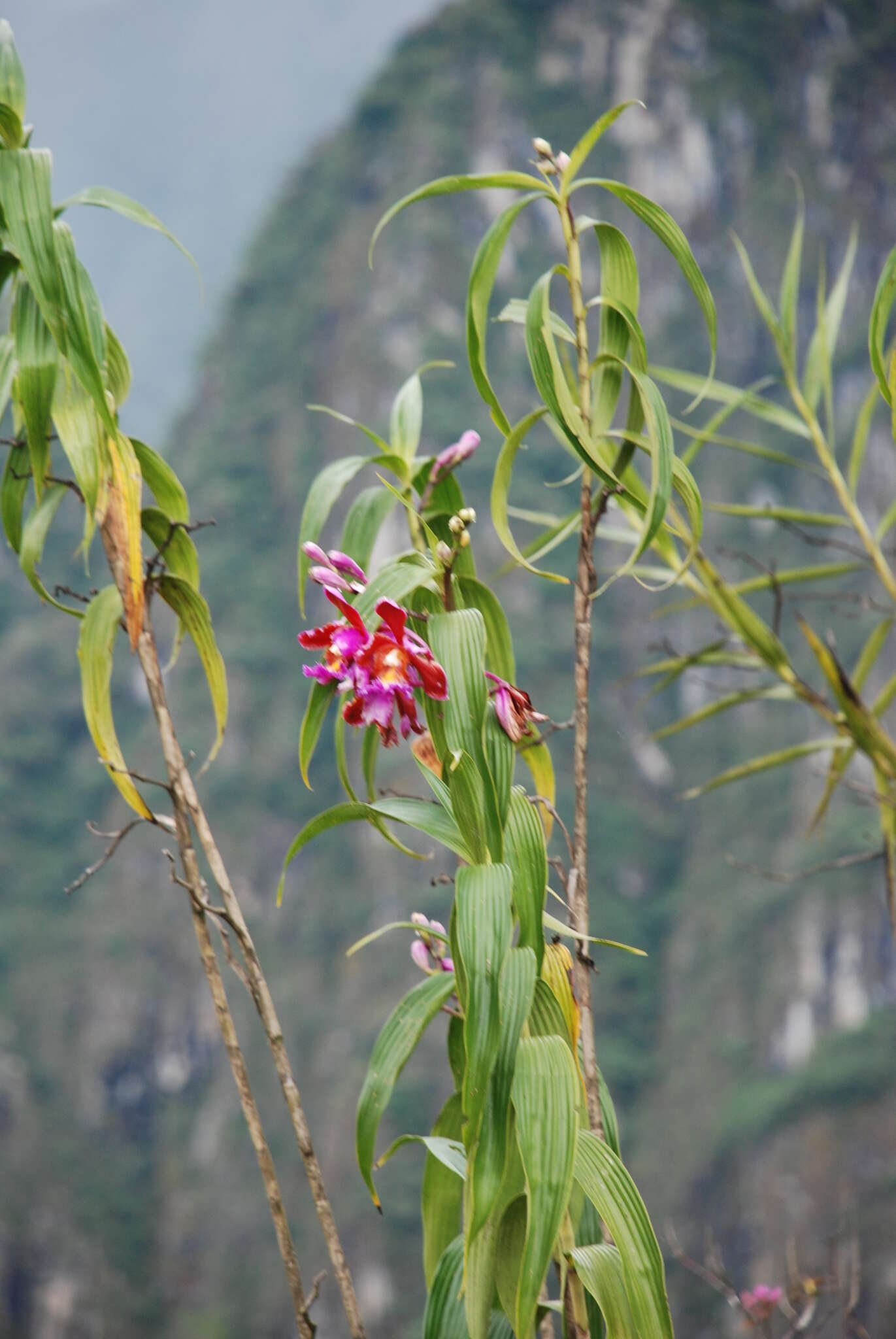 Plancia ëd Sobralia dichotoma Ruiz & Pav.