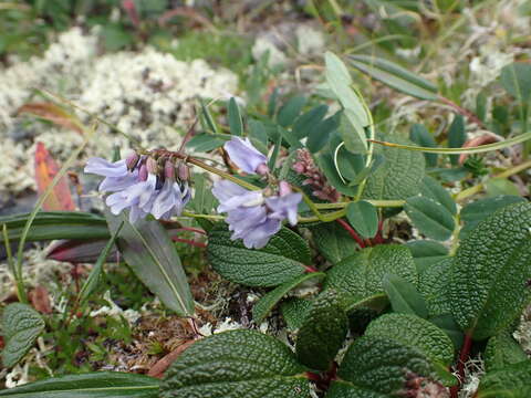 Image of Astragalus norvegicus Grauer