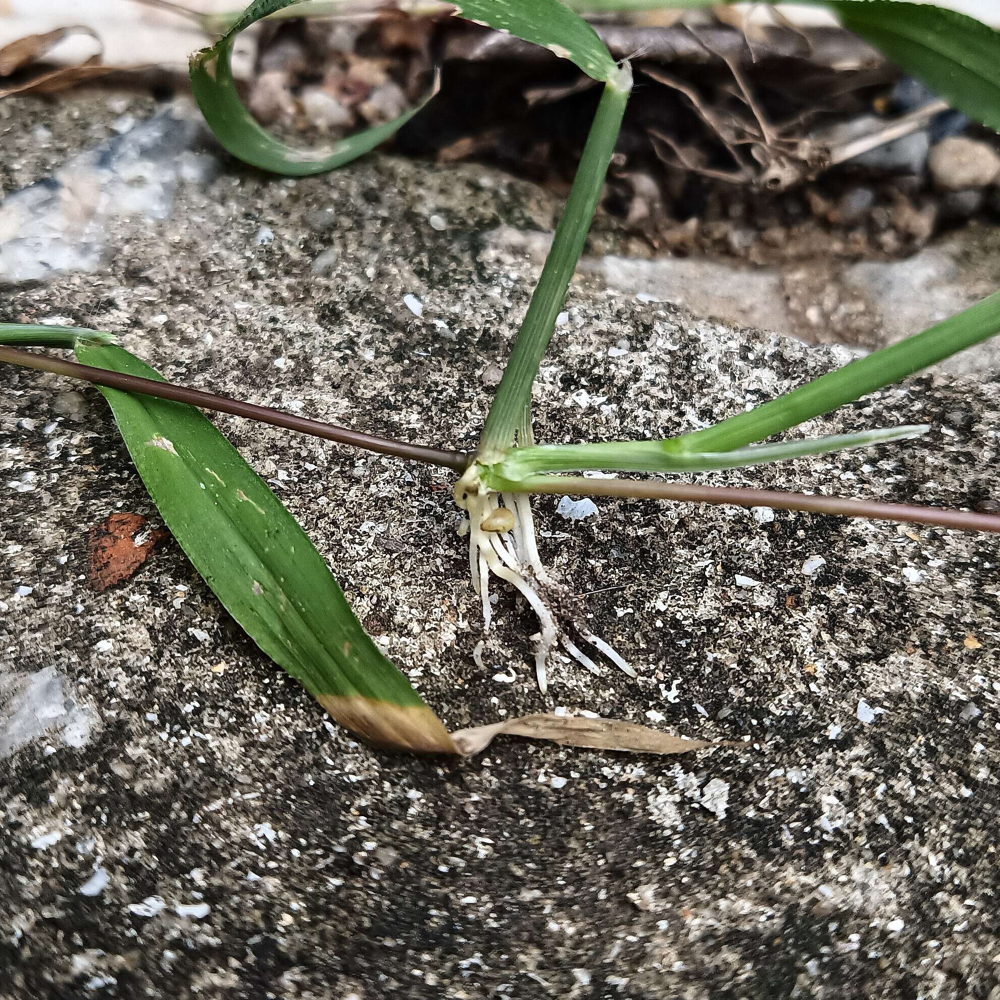 Image of Trailing Crab Grass