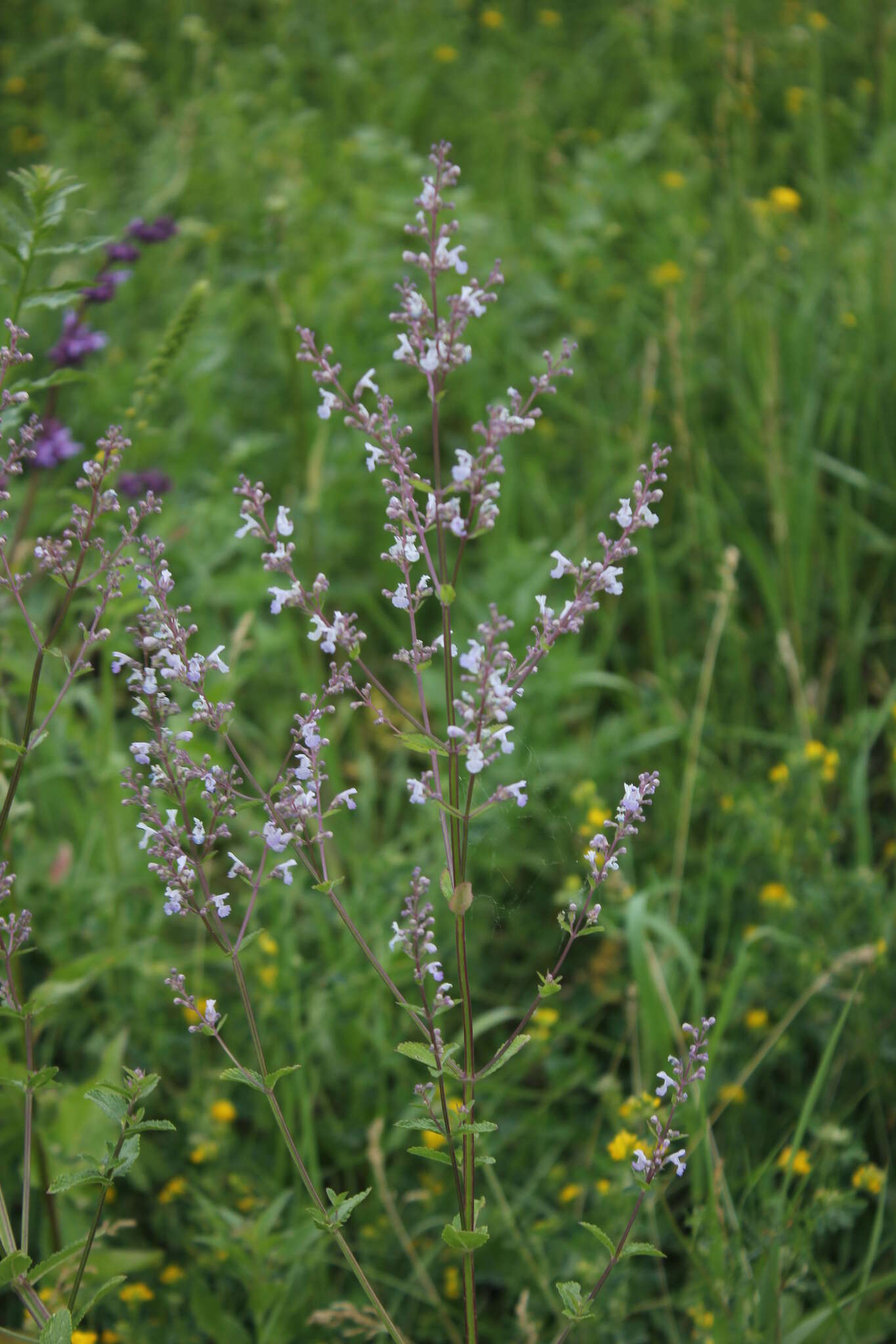 Image of Nepeta nuda L.