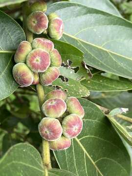 Image of Glochidion zeylanicum var. tomentosum (Dalzell) Trimen