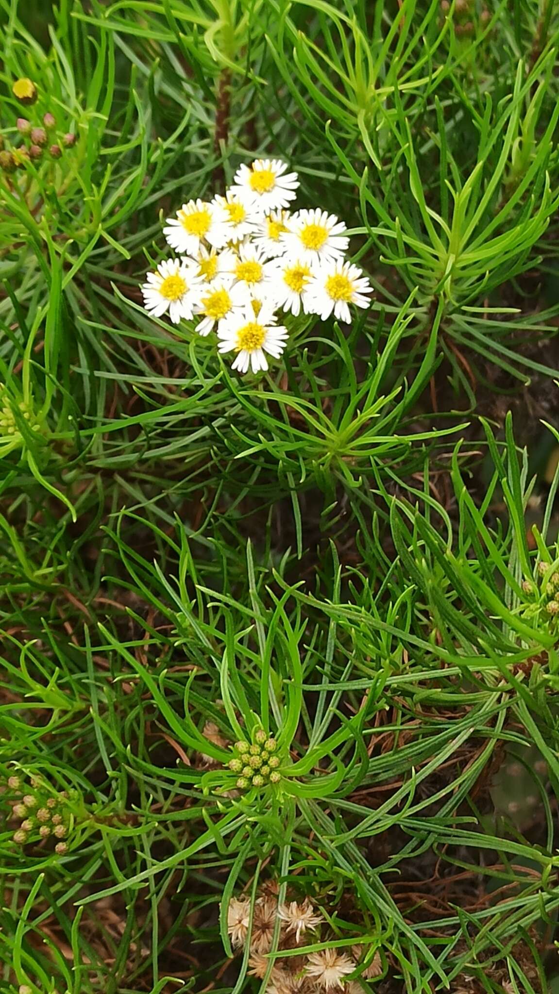 Image of Thin-leafed Darwin's Shrub