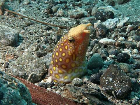 Image of Large-spotted snake eel