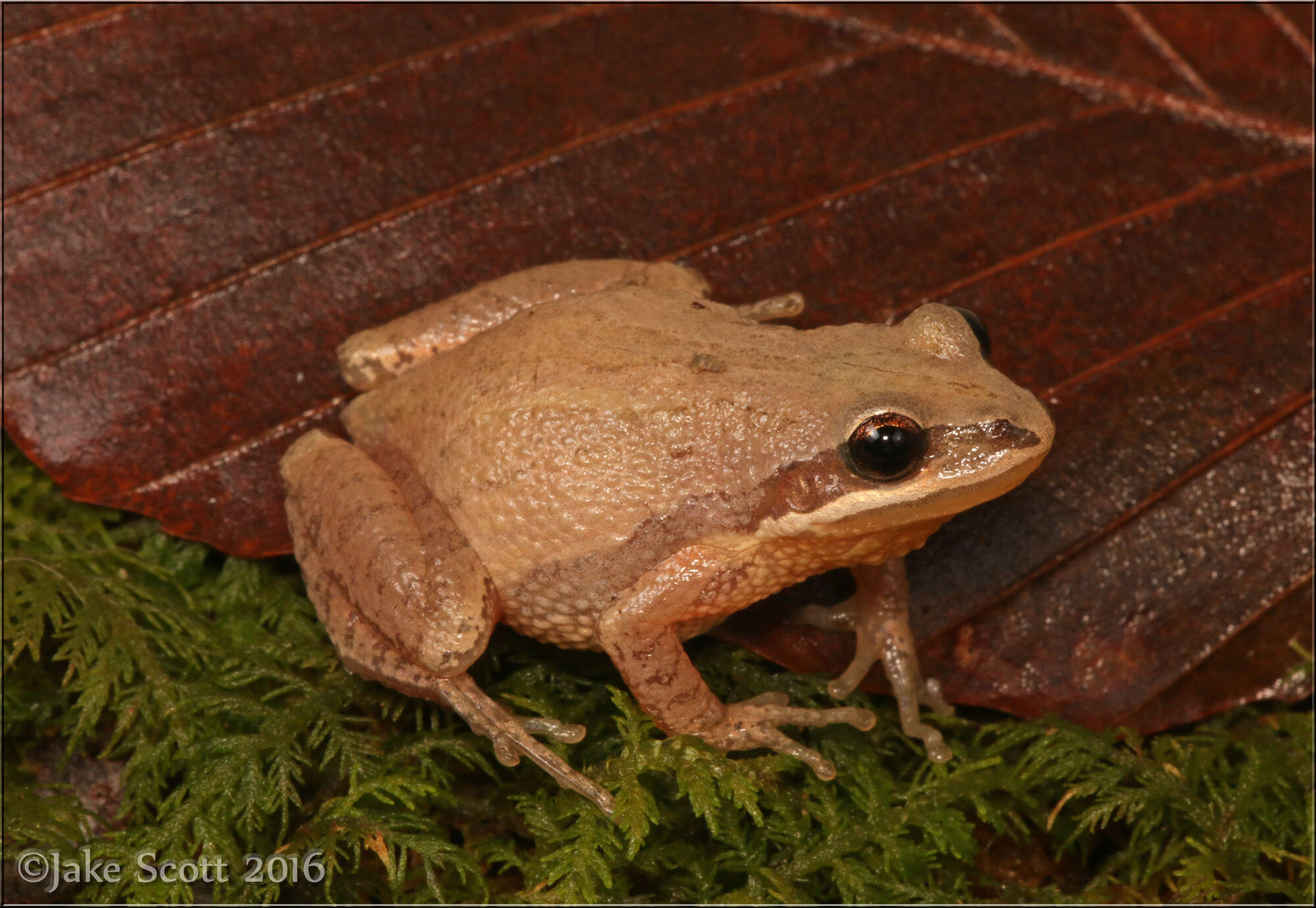 Image of New Jersey Chorus Frog