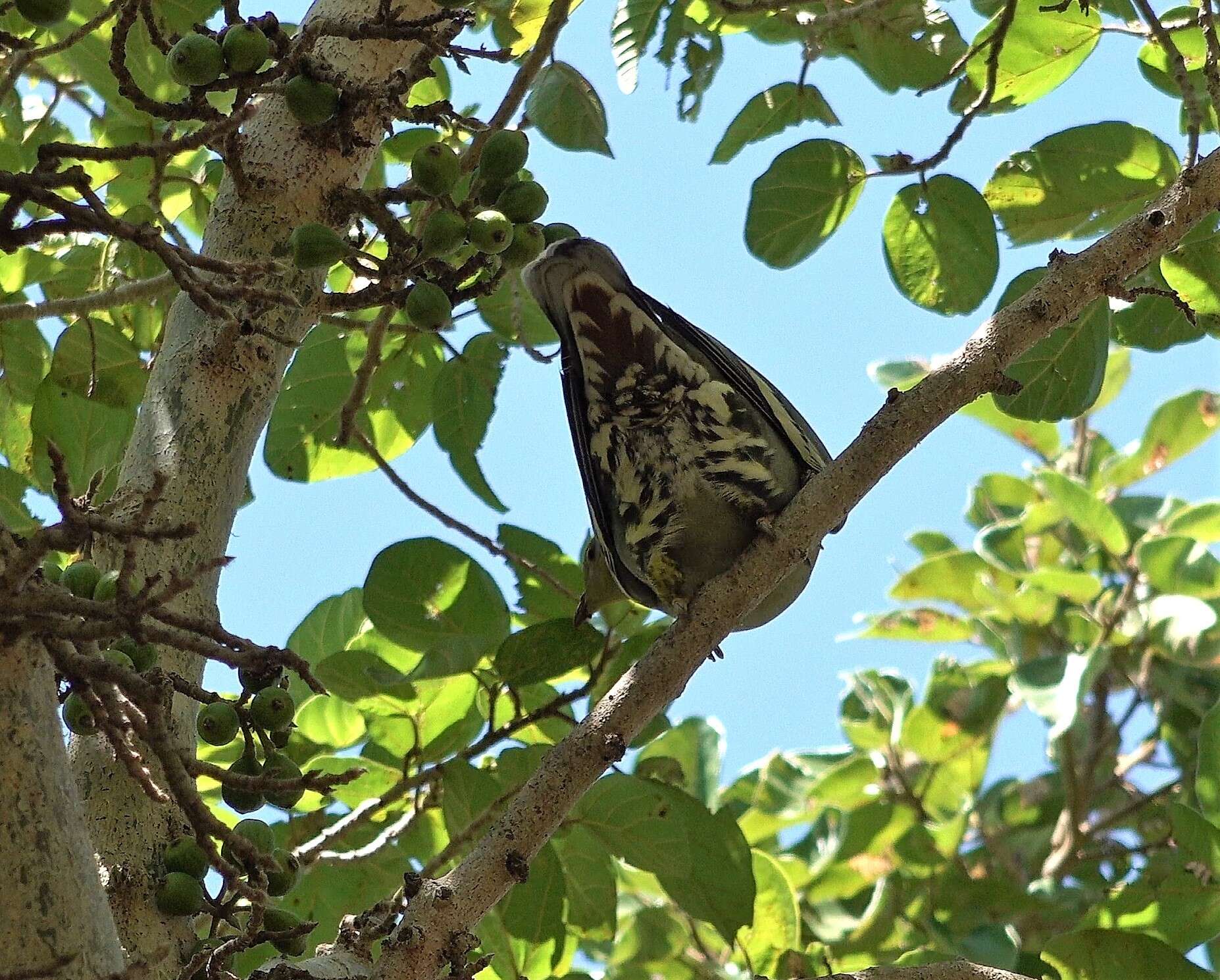 صورة Treron australis (Linnaeus 1771)