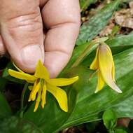 Image of dogtooth violet