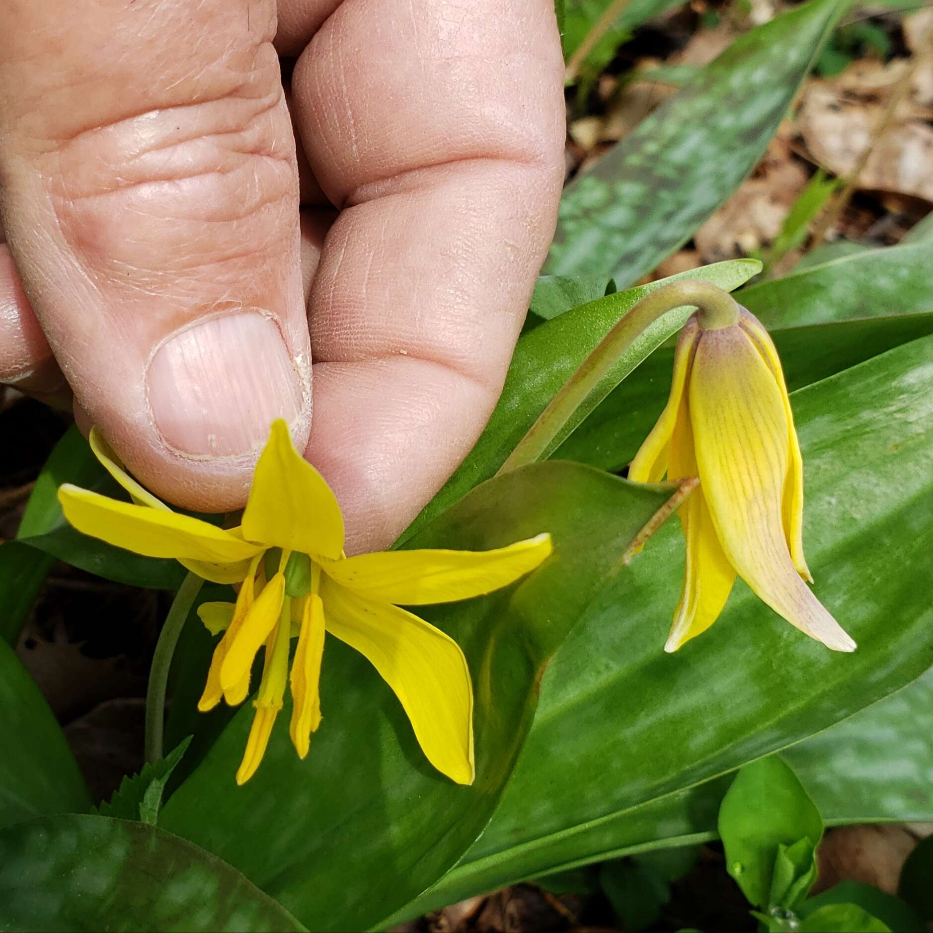 Image of dogtooth violet