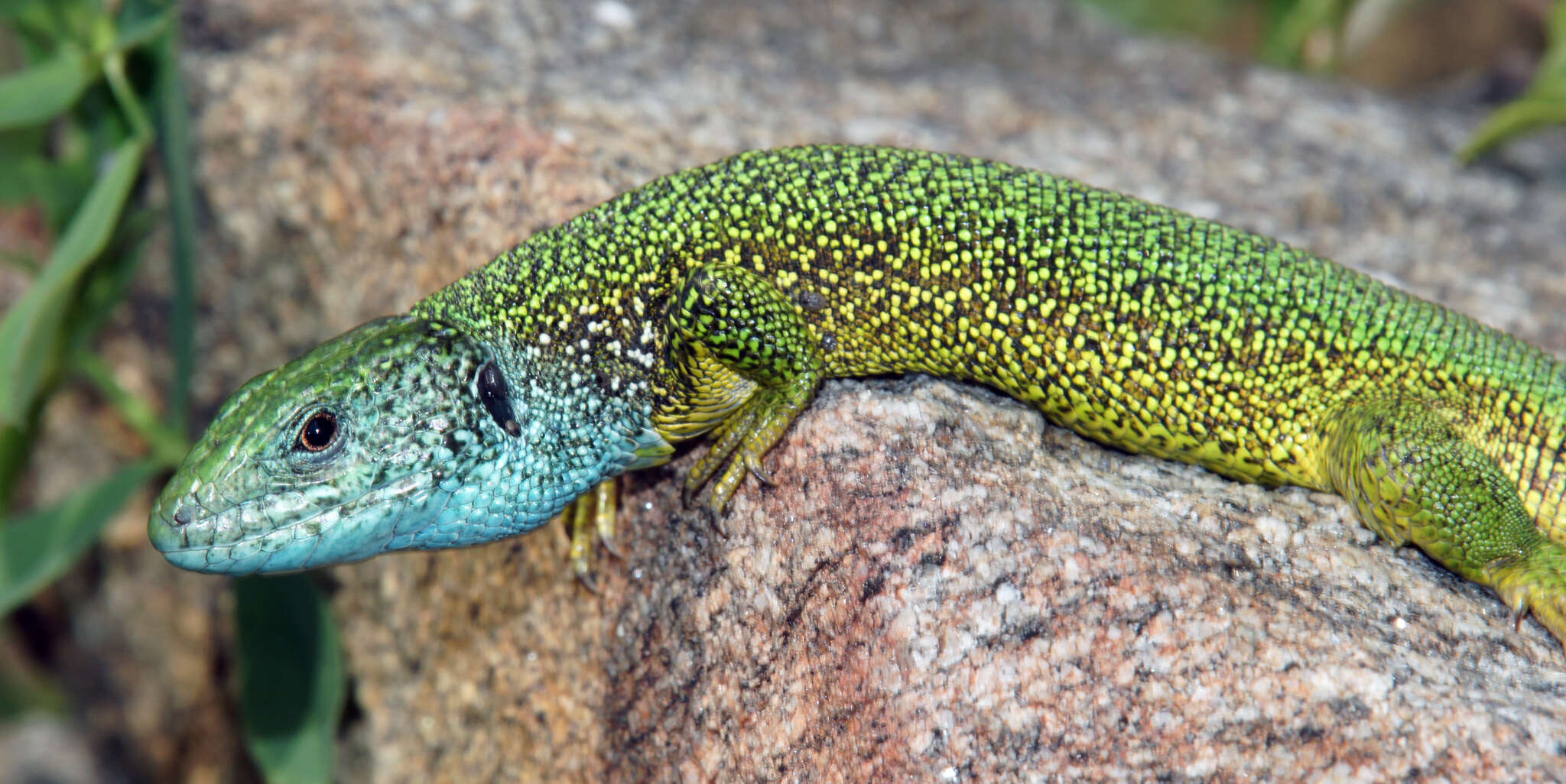 Image de Lacerta viridis viridis (Laurenti 1768)