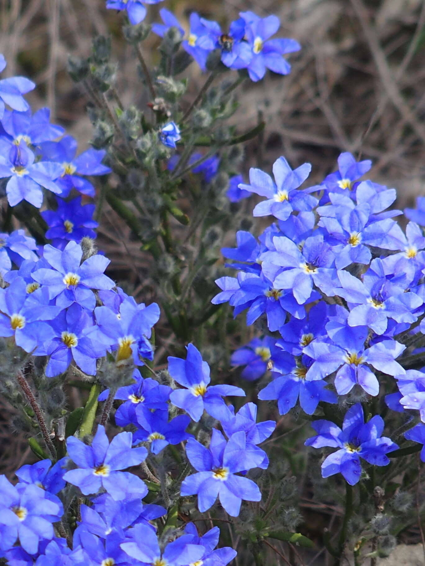 Image of Dampiera linearis R. Br.