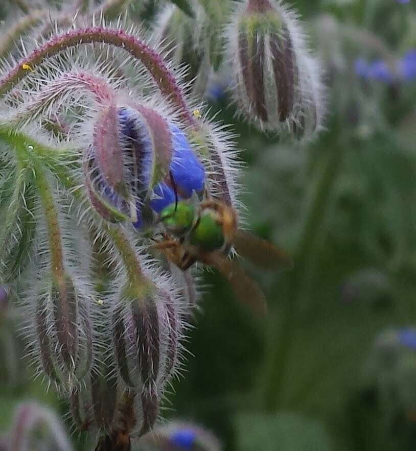 Image of Bicolored Agapostemon