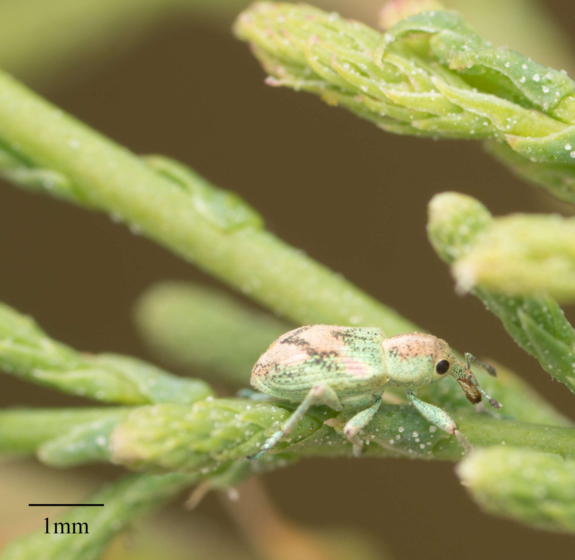 Image of Splendid tamarisk weevil