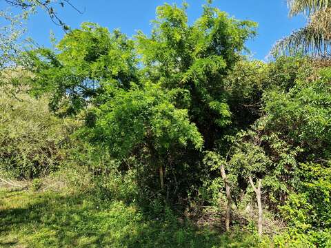 Image of Gleditsia amorphoides (Griseb.) Taub.