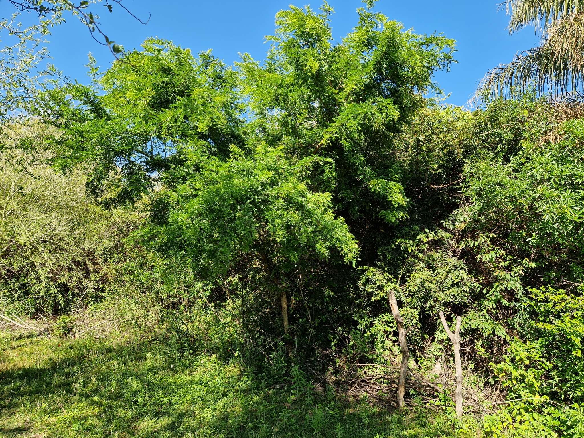 Imagem de Gleditsia amorphoides (Griseb.) Taub.