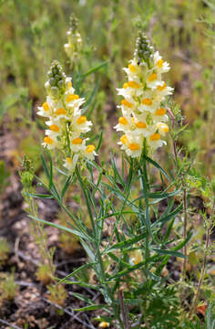 Image of Linaria melampyroides Kuprian.