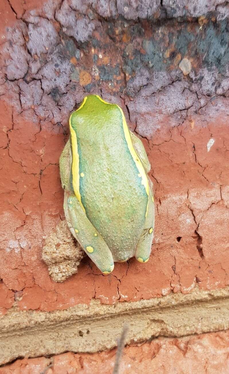 Image of Yellow-striped Reed Frog