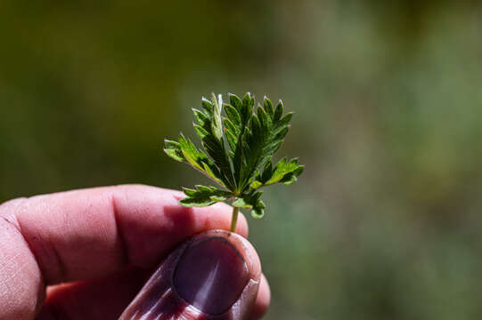 Image of combleaf cinquefoil