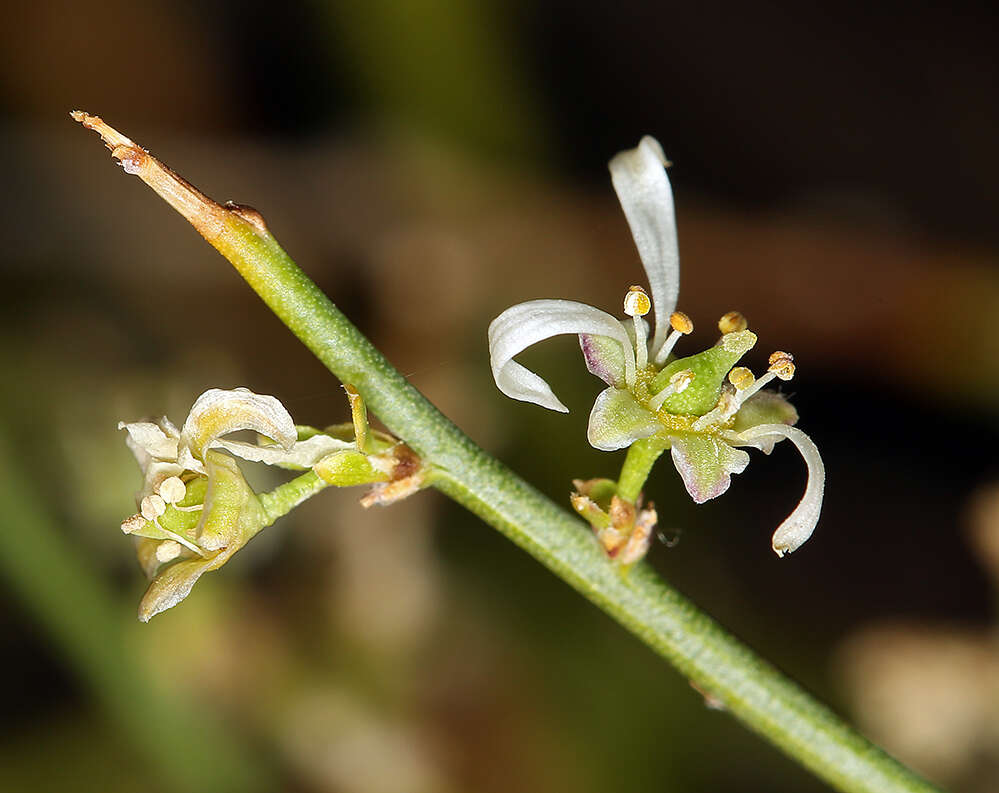 Image of spiny greasebush