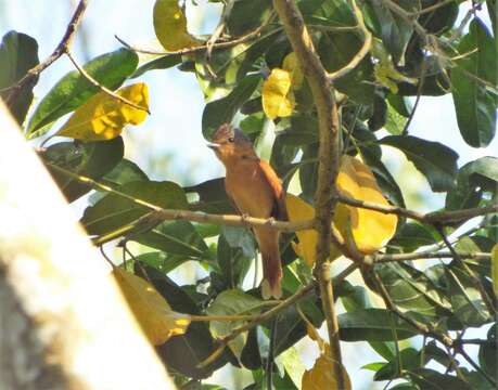 Image of Chestnut-crowned Becard