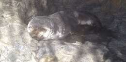 Image of Amsterdam Island Fur Seal