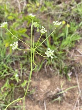 Pimpinella caffra (Eckl. & Zeyh.) D. Dietr. resmi