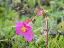 Слика од Begonia gracilis Kunth