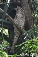 Image of Papuan Frogmouth