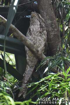 Image of Papuan Frogmouth