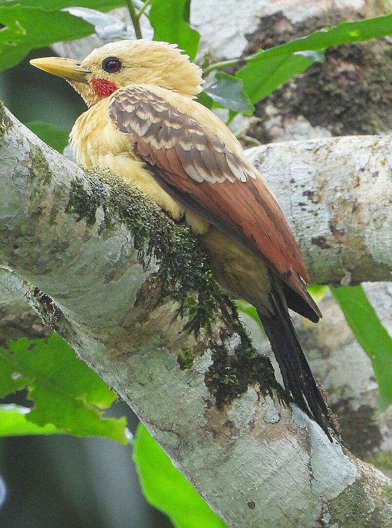 Image of Cream-colored Woodpecker