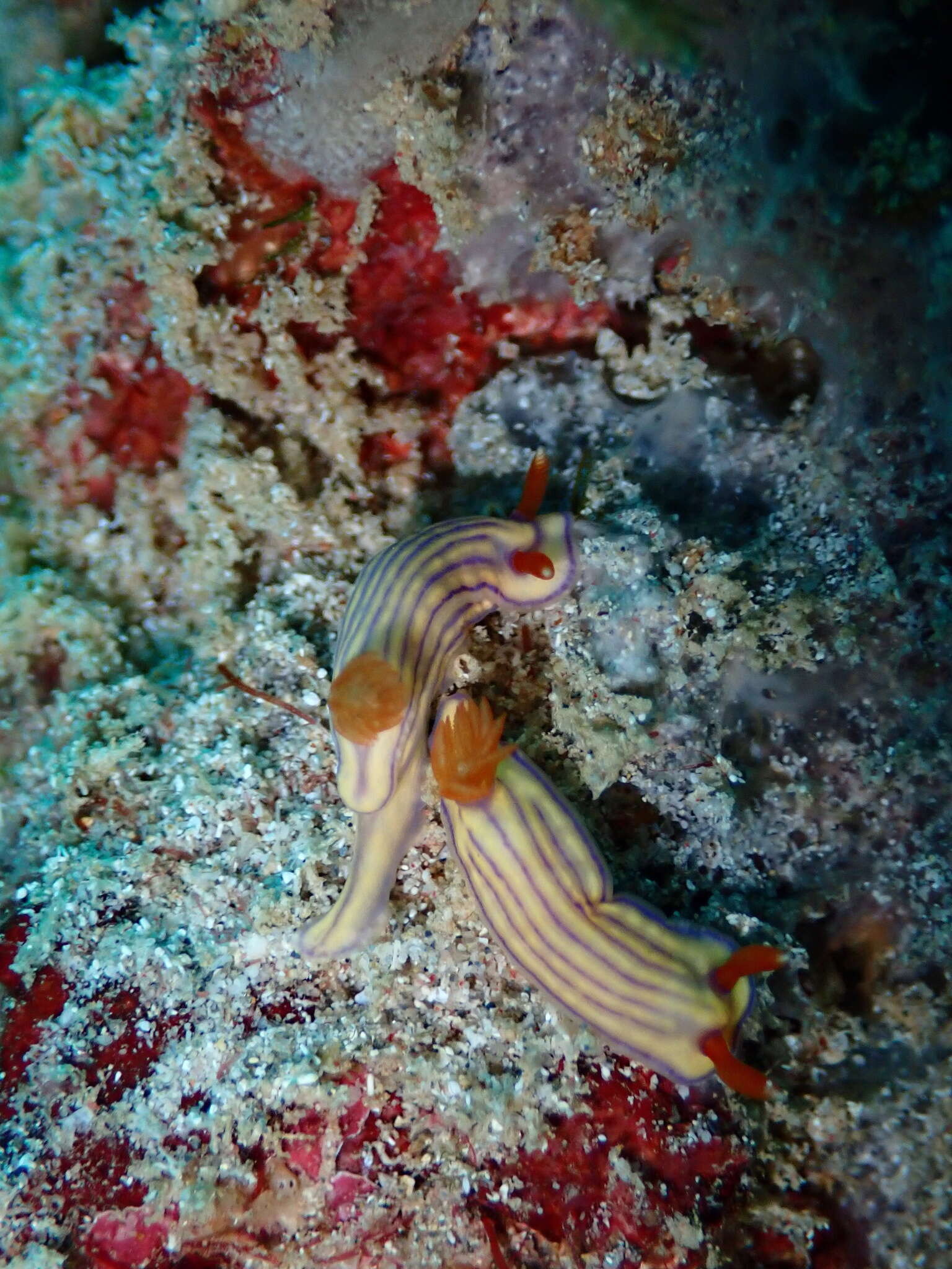 Image of Orange gilled purple lined white slug