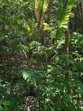 Image of Heliconia chartacea Lane ex Barreiros