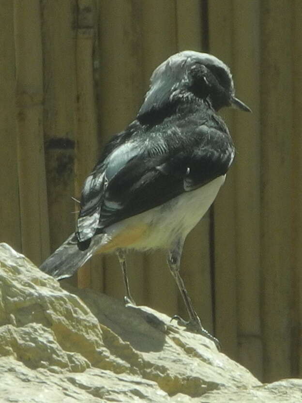 Image of Mourning Wheatear