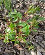 Image of Vicia venosa (Link) Maxim.