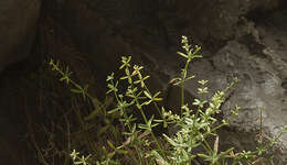 Image of Galium coriaceum Bunge