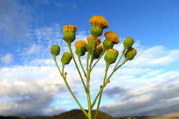 Image of Senecio paniculatus Berg.