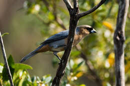 Image of Cinnamon Tanager