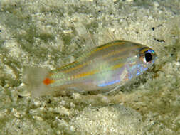 Image of Redspot cardinalfish