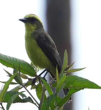 Conopias cinchoneti (Tschudi 1844)的圖片