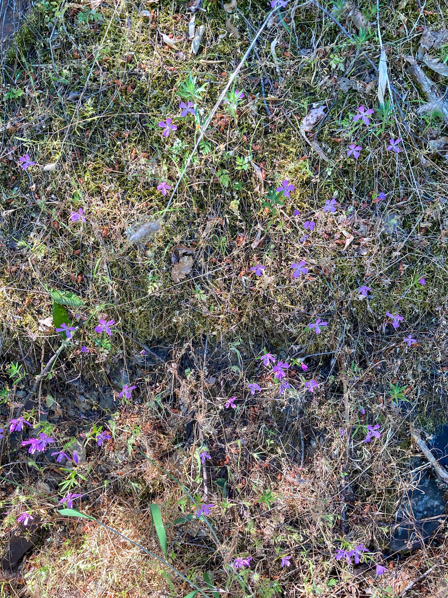 Plancia ëd Clarkia biloba (Dur.) A. Nels. & J. F. Macbr.